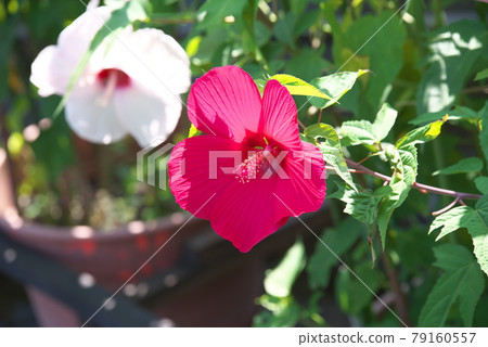 芙蓉【綠底】 79160557