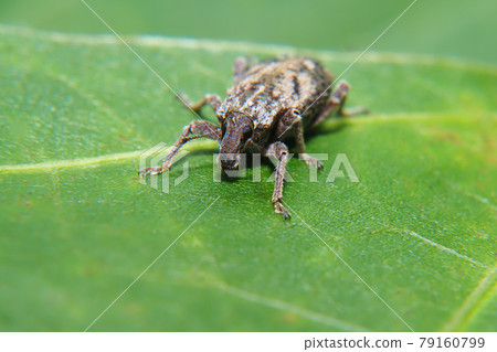 Yasai Weevil Yasai Weevil 79160799