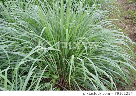 Lemon grass Lemon grass 79161234