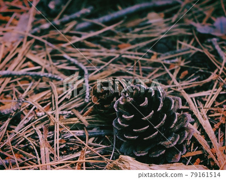 Two pine cones: Pine cones found in the woods Two pine cones: Pine cones found in the woods 79161514
