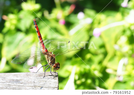 Sympetrum frequens (female) handstand Sympetrum frequens (female) handstand 79161952