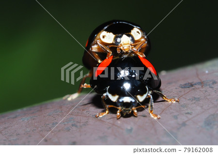 Lady beetle (during mating) Lady beetle (during mating) 79162008