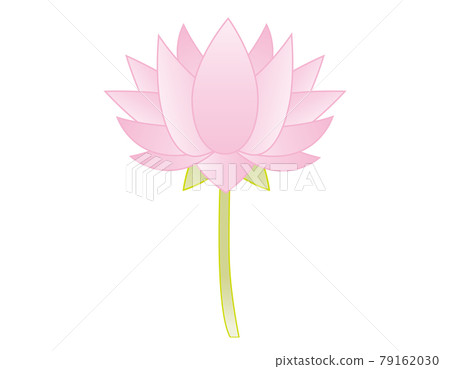 睡蓮花卉矢量圖 睡蓮花卉矢量圖 79162030