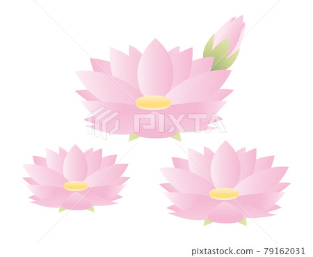 睡蓮花卉矢量圖 79162031