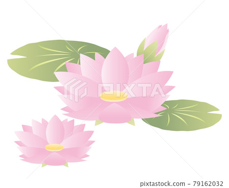 睡蓮花卉矢量圖 睡蓮花卉矢量圖 79162032