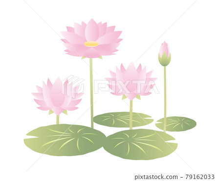 Water lily flower vector illustration Water lily flower vector illustration 79162033