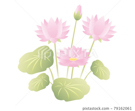 Lotus flower vector illustration - Stock Illustration [79162061] - PIXTA