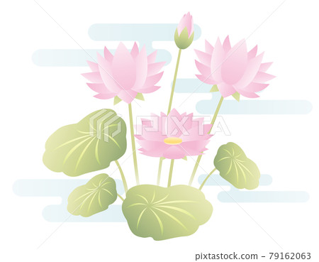 Lotus flower vector illustration 79162063