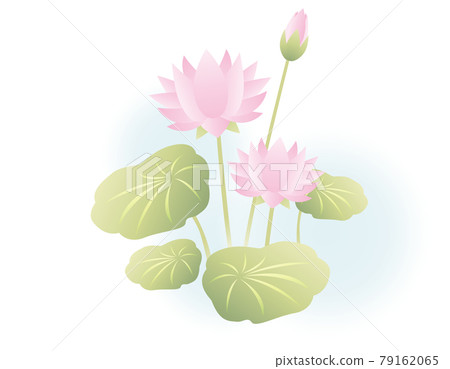 Lotus flower vector illustration Lotus flower vector illustration 79162065