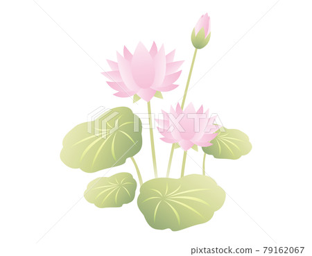 Lotus flower vector illustration 79162067