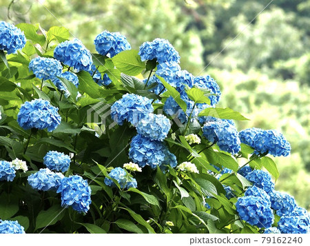 June Beautifully blooming blue hydrangea flowers 79162240