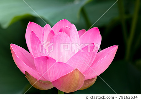 A lotus flower that blooms in a pure heart A lotus flower that blooms in a pure heart 79162634
