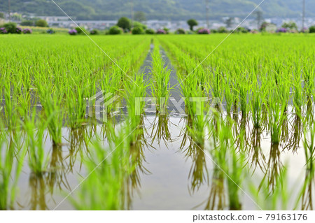 稻田 水稻秧苗 稻田 79163176