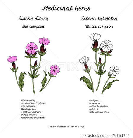 Line art illustration of hand drawn medicinal herb campion flower with information about health benefits text. Line art illustration of hand drawn medicinal herb campion flower with information about health benefits text. 79163205