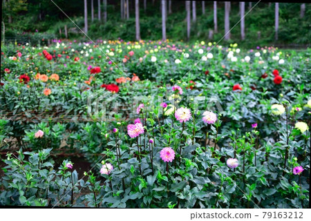 Dahlia in Chichibu, Ogano-cho, Chichibu-gun, at the foot of Mt. Ryokami 79163212