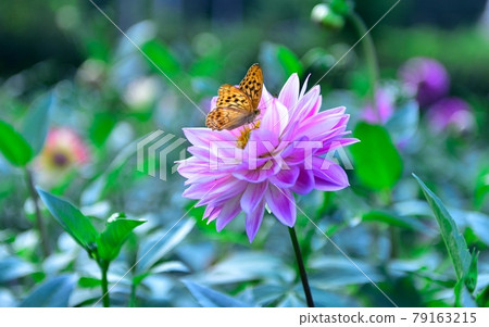 秩父郡小鹿野町秩父的大麗花，兩神山腳下 79163215