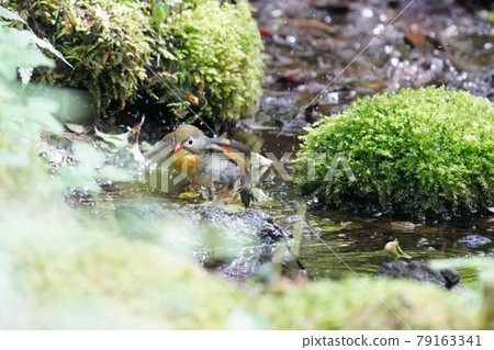 一隻喜歡洗澡的可愛漂亮的紅嘴豹 79163341