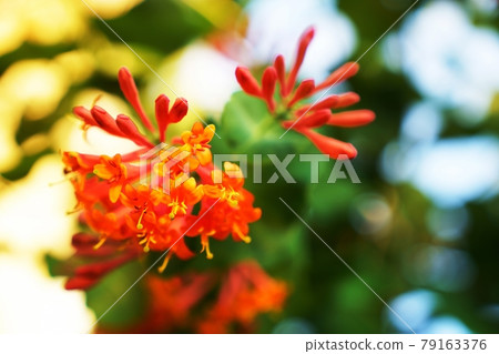 鮮香花金銀花 鮮香花金銀花 79163376