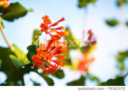 鮮香花金銀花 鮮香花金銀花 79163378