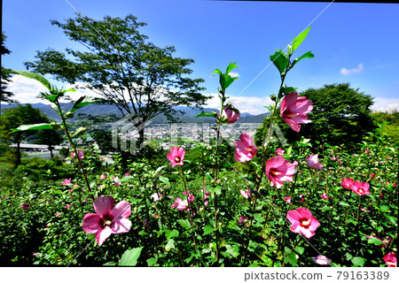 Rose of Sharon, Retreat Field Mahora, Minano-machi, Saitama Prefecture (Rose of Sharon Natural Park) 79163389
