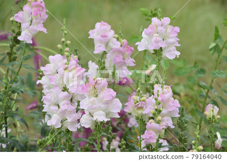 Light-colored and cute Canterbury bells Light-colored and cute Canterbury bells 79164040