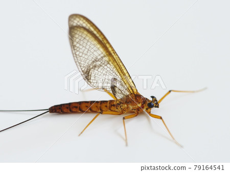 人工餌料蜉蝣伴侶模型 79164541