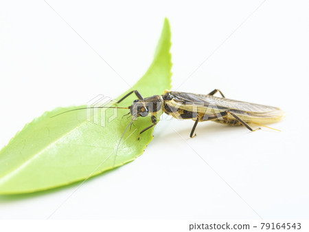 人工餌料蜉蝣伴侶模型 79164543