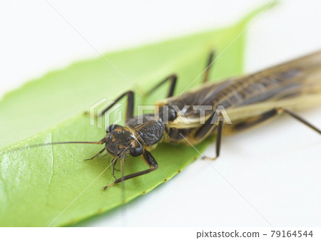 人工餌料蜉蝣伴侶模型 79164544