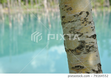 Blue pond (Hokkaido · Biei) Blue pond (Hokkaido · Biei) 79164552
