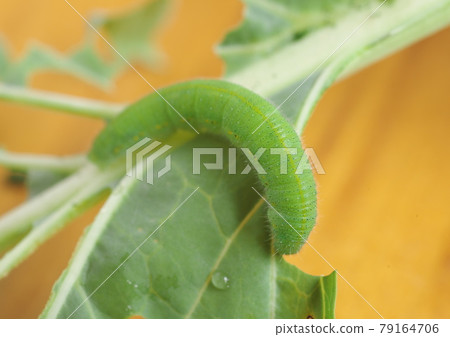 Caterpillar larva 79164706
