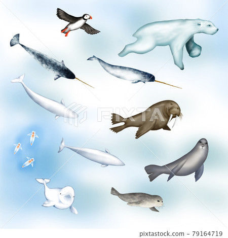 Illustration set of Arctic creatures Illustration set of Arctic creatures 79164719