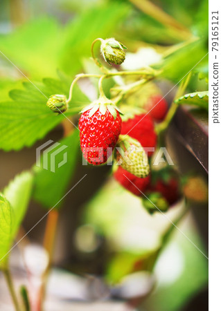 草莓栽培 紅果草莓 家庭菜園 79165121