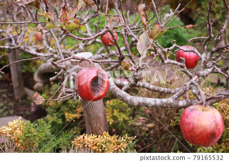 白雪公主的毒蘋果？ 79165532