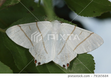 Creatures Insects White swallow edashaku, pure white solid between the two lines of the front wings. Buckle protrusion is modest Creatures Insects White swallow edashaku, pure white solid between the two lines of the front wings. Buckle protrusion is modest 79165684