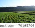 Soybean fields spread out in mountain villages, people harvesting with light tigers 79165796