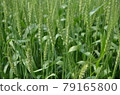 The ears of wheat that grew green in the wheat field 79165800