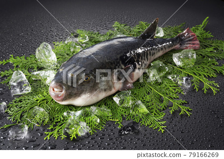 1條虎河豚 79166269