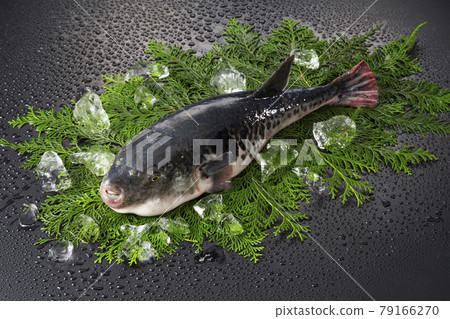 1條虎河豚 1條虎河豚 79166270