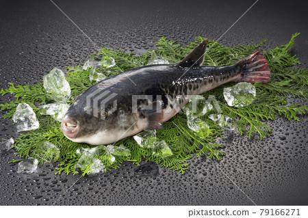 1 tiger blowfish 79166271