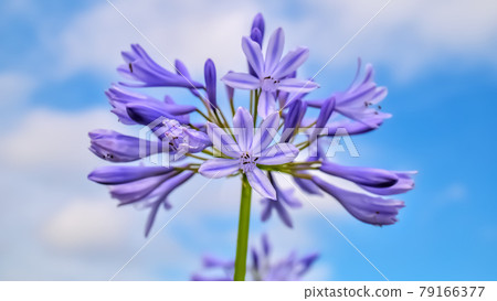 紫色 Kimiko Ran (Agapanthus) 紫色 Kimiko Ran (Agapanthus) 79166377