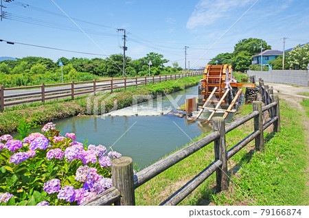 Popular tourist spot Kuju double water wheel in Asakura city where hydrangea blooms 79166874
