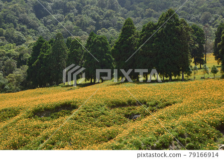 金針花在三波的綠林中綻放，花朵被德更靈光照射。 79166914