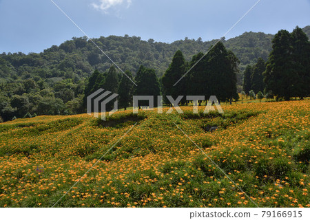 金針花在三波的綠林中綻放，花朵被德更靈光照射。 79166915