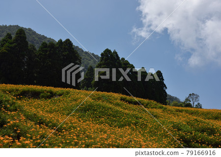 山頂綠林的金針花,山頂雲景的純淨,花的鮮豔,德更的照射。 山頂綠林的金針花,山頂雲景的純淨,花的鮮豔,德更的照射。 79166916