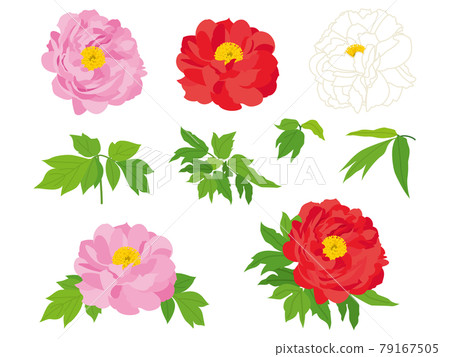 Colorful peony flowers 79167505