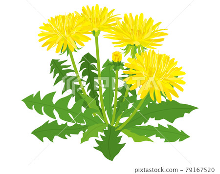Yellow dandelion flower 79167520