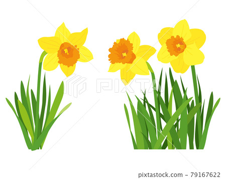 Yellow daffodil flowers Yellow daffodil flowers 79167622