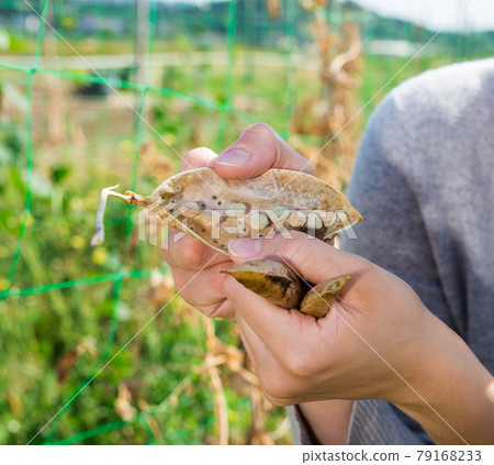 Opened pods of ripe peas in hands 79168233