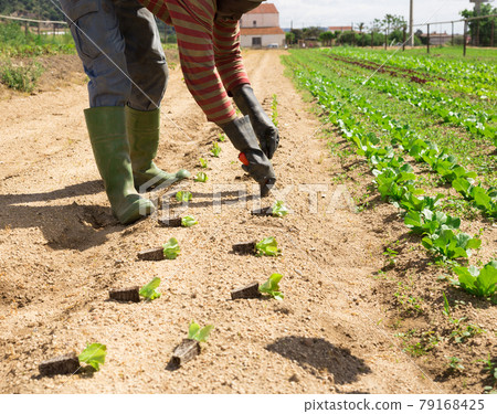 Closeup of hands of gardener while planting cabbage 79168425