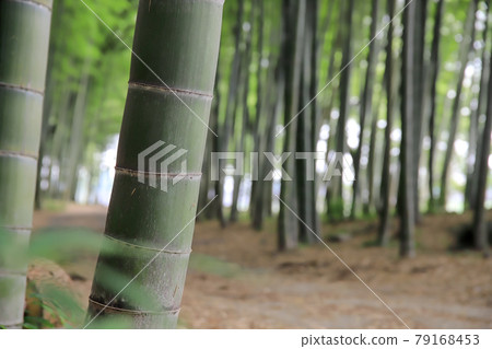 A walking path with a dignified Moso bamboo 79168453